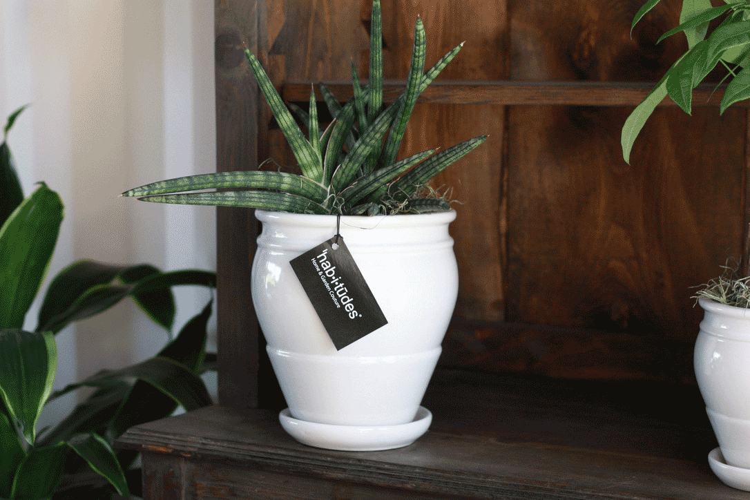 Breaking the Mold: Why Slipcast Ceramics Are Reinventing Garden Retail