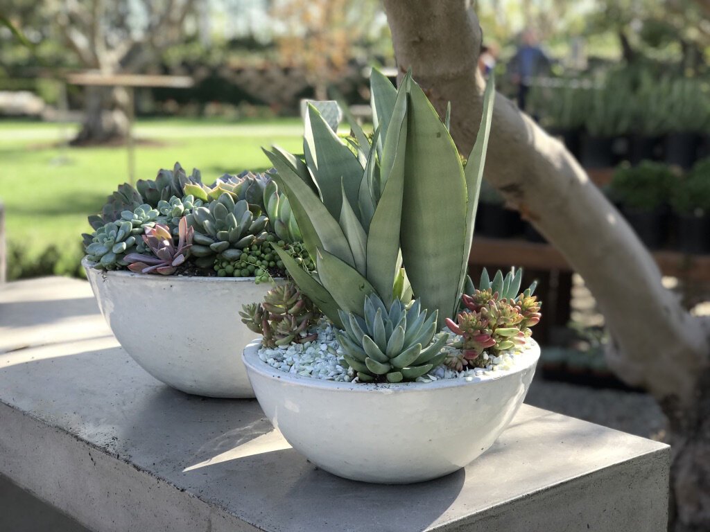 Low Bowls- Stoneware Planter