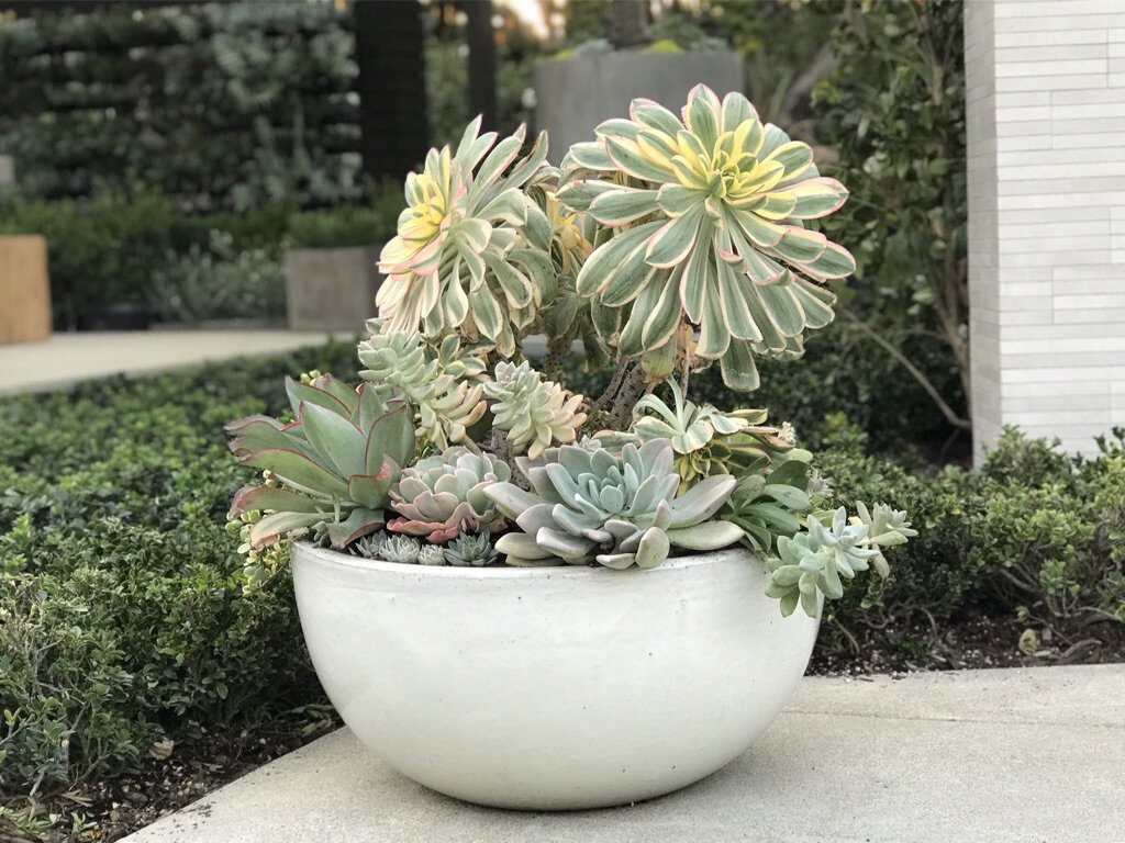 Low Bowls- Stoneware Planter