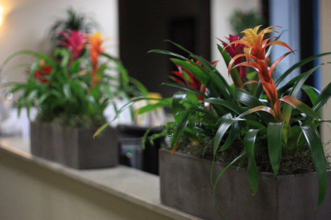 Mia- Ficostone Planter, Rectangle