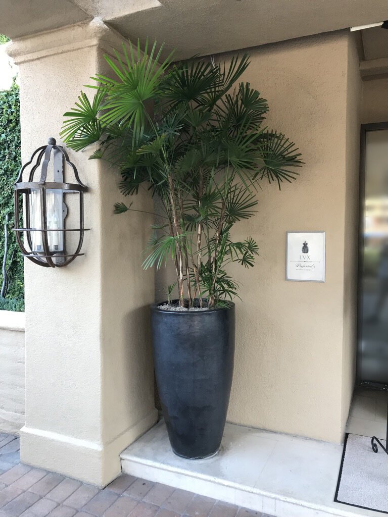 Tall Taper- Stoneware Planter
